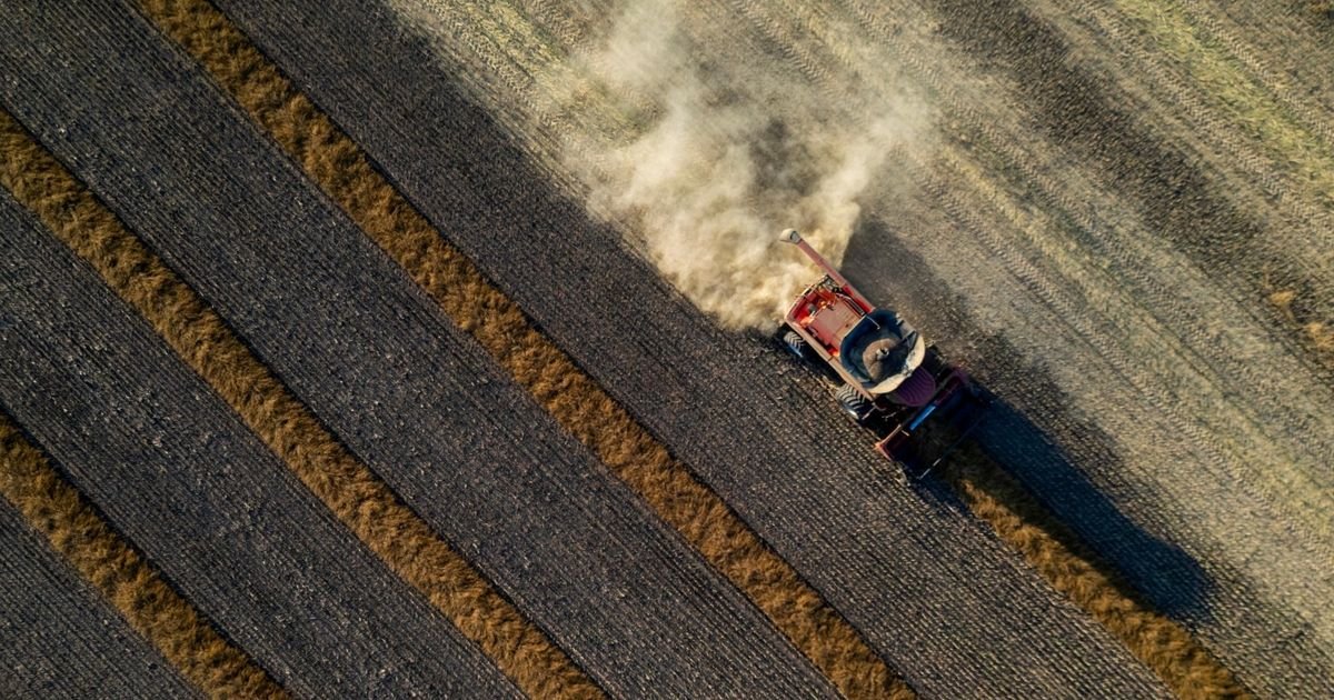 الصين تخفض الرسوم الجمركية على الكانولا الكندية من 75% إلى 5%