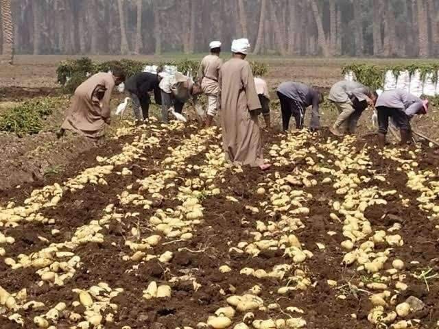 الزراعة: فحص 290 ألف طن بطاطس مُعدة للتصدير خلال فبراير